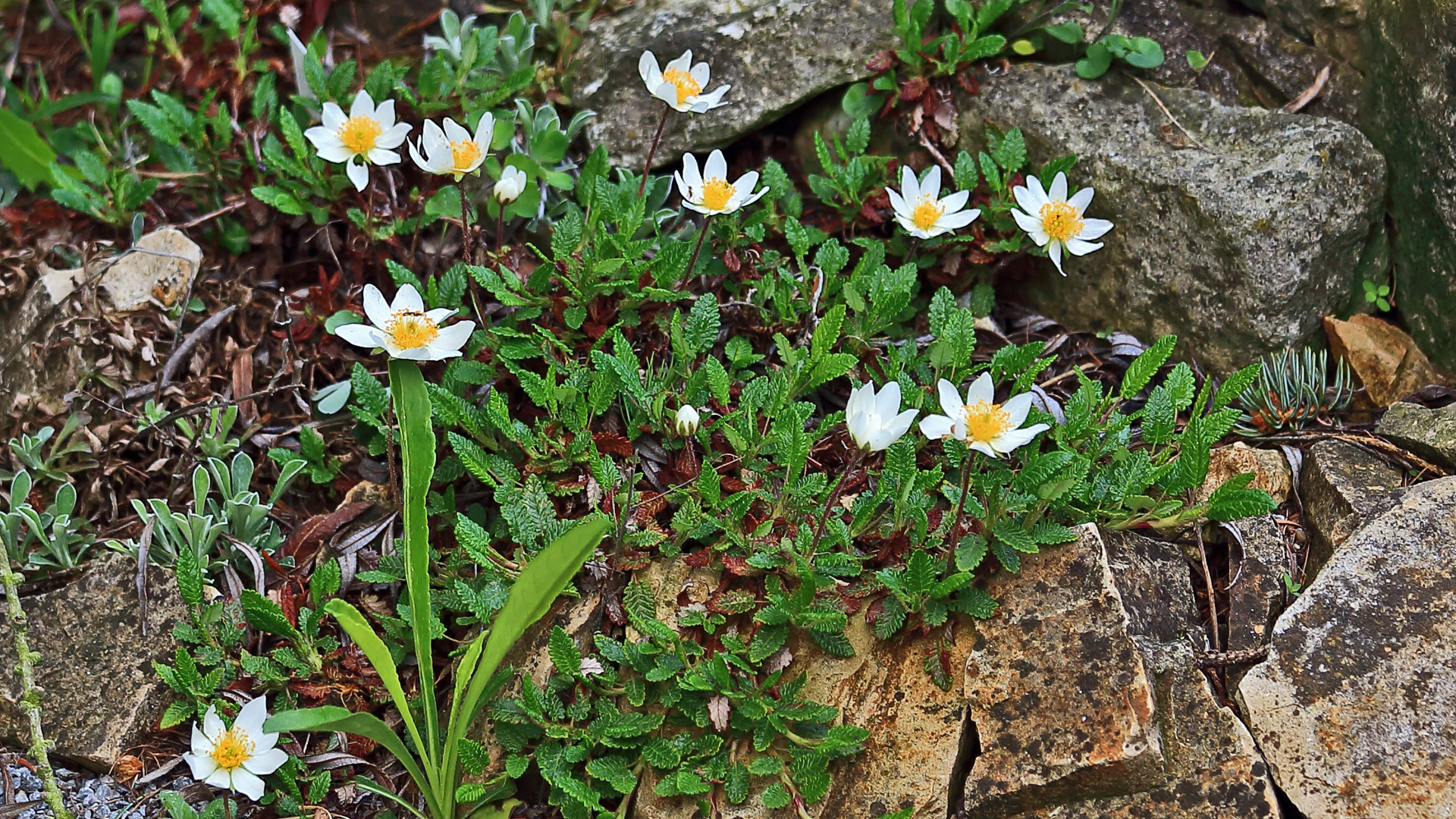 Silberwurz - Dryas octopetala, der an seinen besonders strukturierten Blättern. unverkennbar ist...