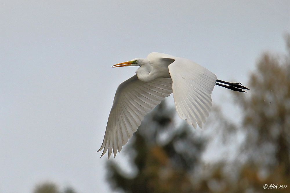 Silbrereiher im Flug