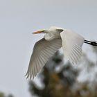 Silbrereiher im Flug