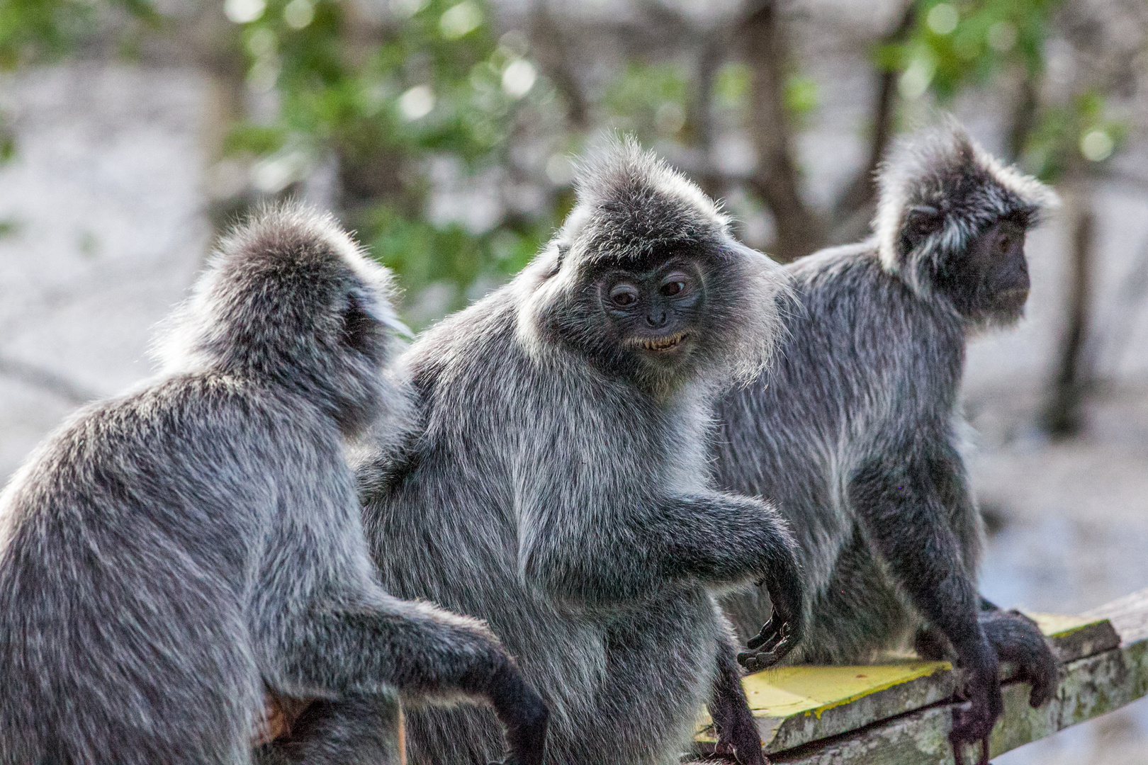 Silbrig Languren im Bak0 Nationalpark, Sarawak