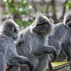 Silbrig Languren im Bak0 Nationalpark, Sarawak