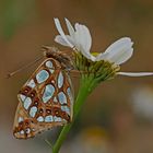 Silbriger Perlmuttfalter (Issoria lathonia) -  Le Petit nacré...