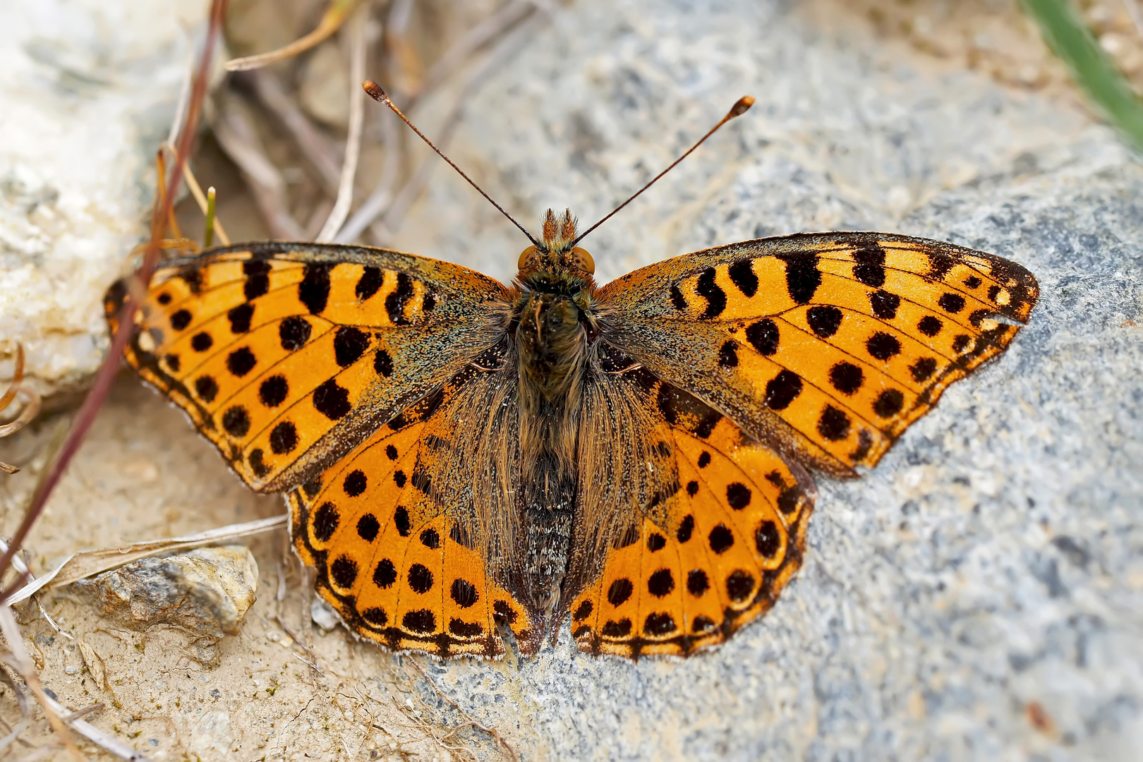 Silbriger Perlmuttfalter (Kleiner Perlmuttfalter)  (Issoria lathonia) Inneres Faflertal  