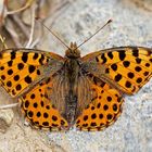 Silbriger Perlmuttfalter (Kleiner Perlmuttfalter)  (Issoria lathonia) Inneres Faflertal  