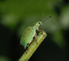 Silbriggrüner Laubholzrüssler (Phyllobius argentatus)