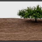 Silence around the lonely tree