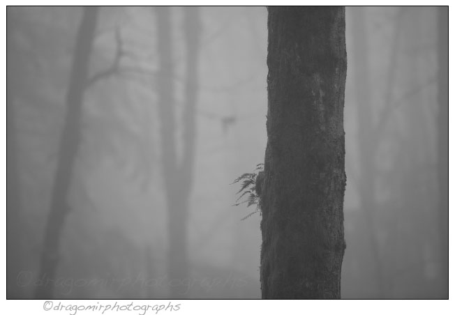 Silence In Fog 15