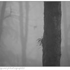 Silence In Fog 15