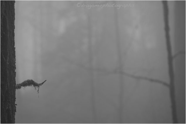 Silence In Fog 20