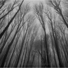 Silence In Fog 30