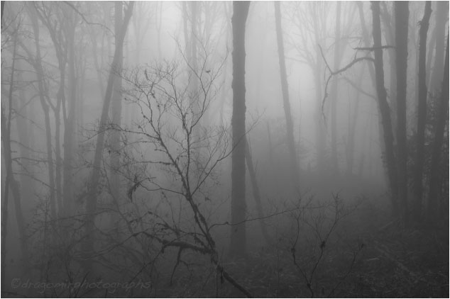 Silence In Fog 35