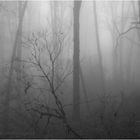 Silence In Fog 35