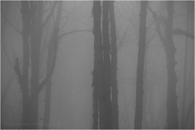 Silence In Fog 6