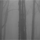 Silence In Fog 6