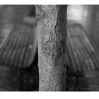 Silence In Park