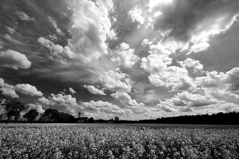 Silence in the fields