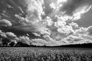 Silence in the fields by Wolfgang Bayer