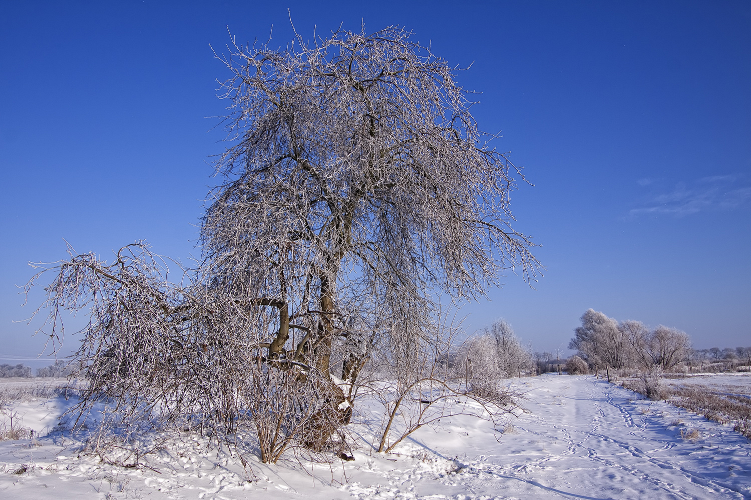 silence of nature