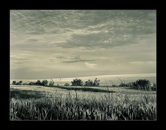 Silence of the Wheat