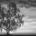 Silence Spot