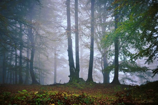 Silencios del bosque 