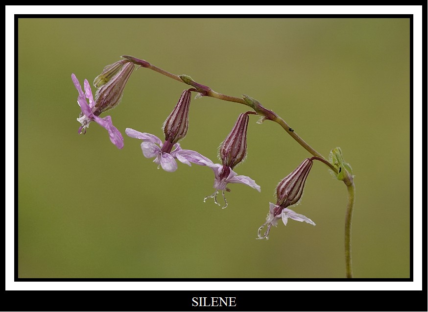 Silene