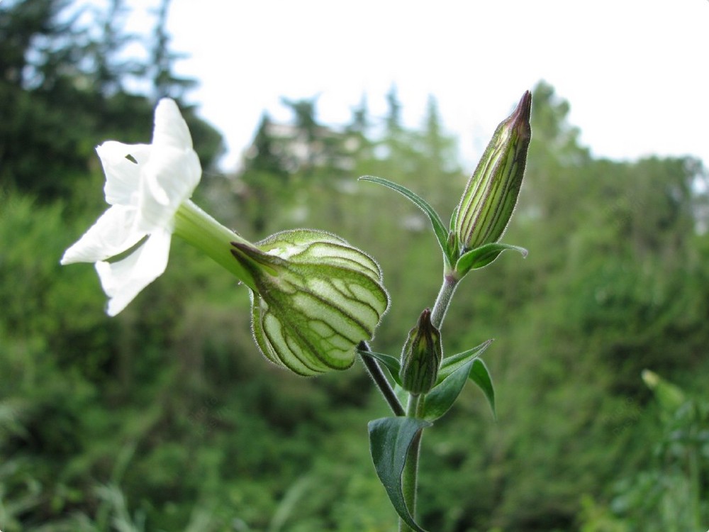 Silene bianca (Silene alba).