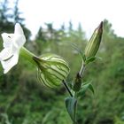 Silene bianca (Silene alba).