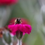 Silene coronaria