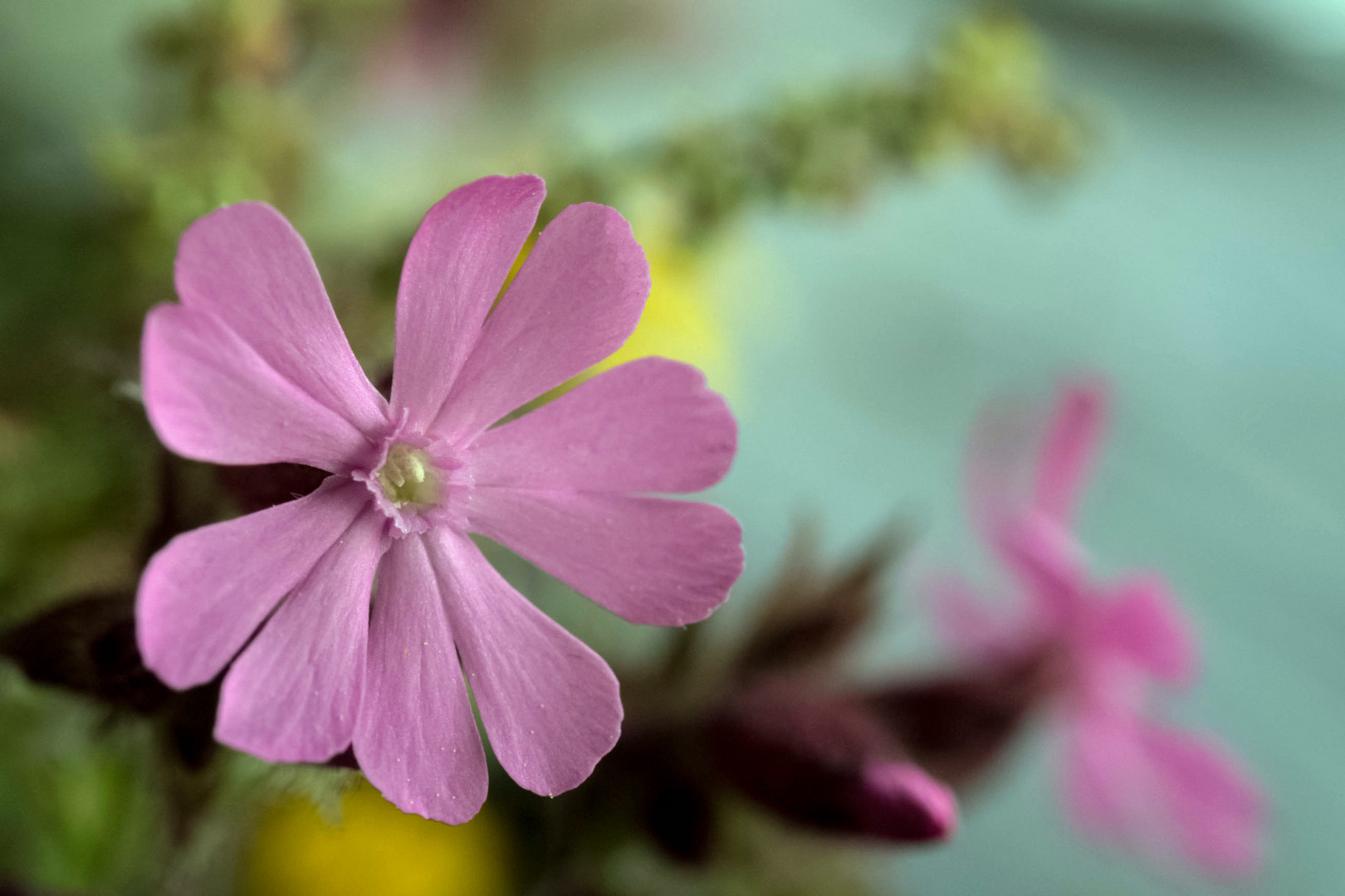 Silene dioica