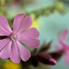 Silene dioica