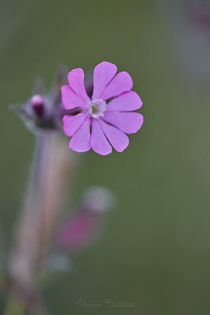 Silene dioica (creo)