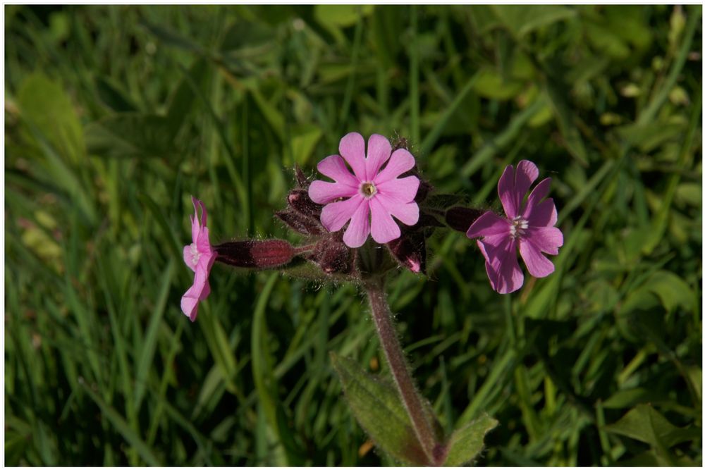 Silene dioica · Rote Nachtnelke