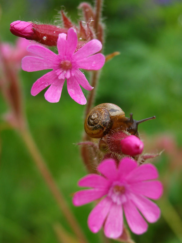 Silene dioica und Schnecke