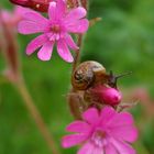 Silene dioica und Schnecke