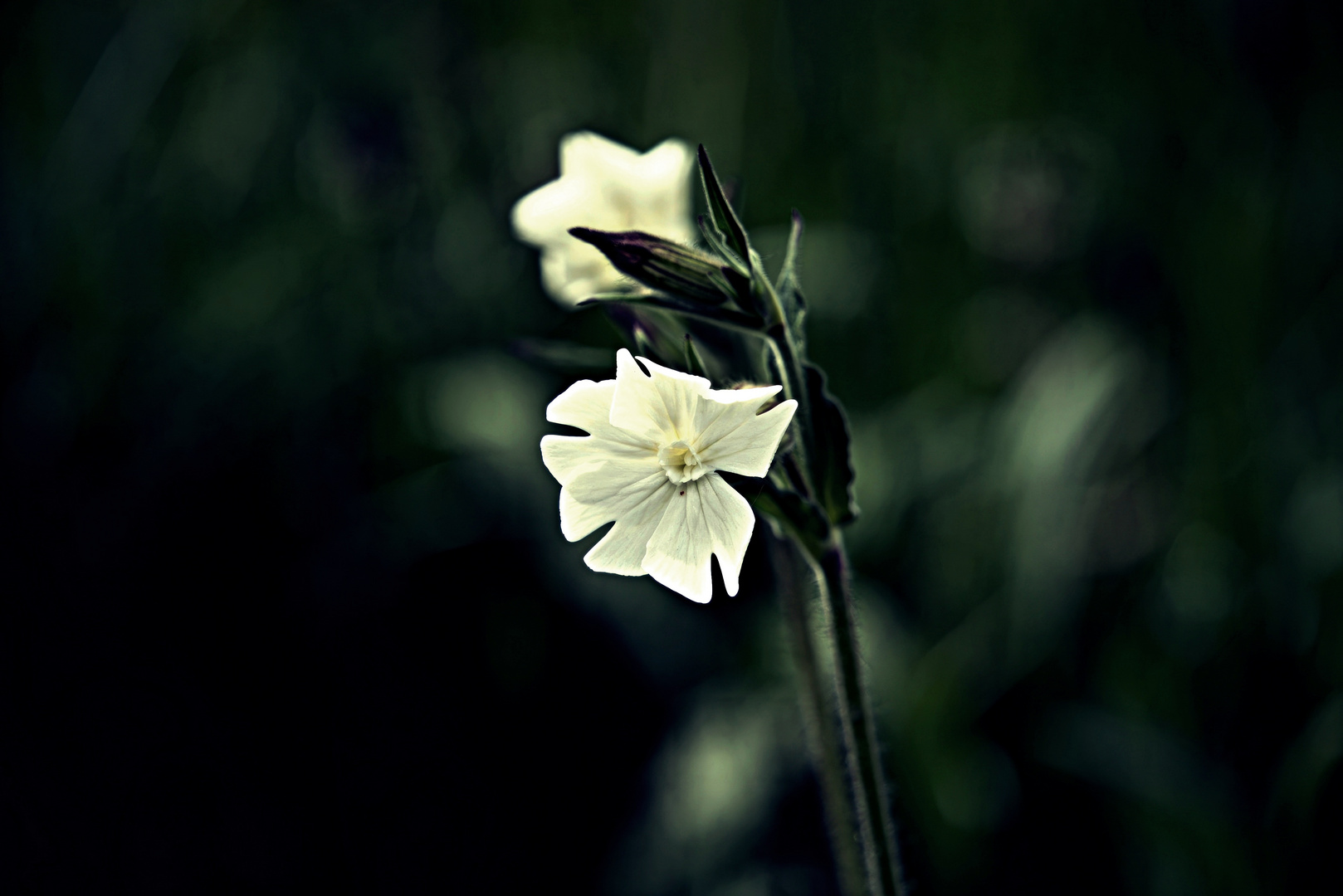 Silene latifolia