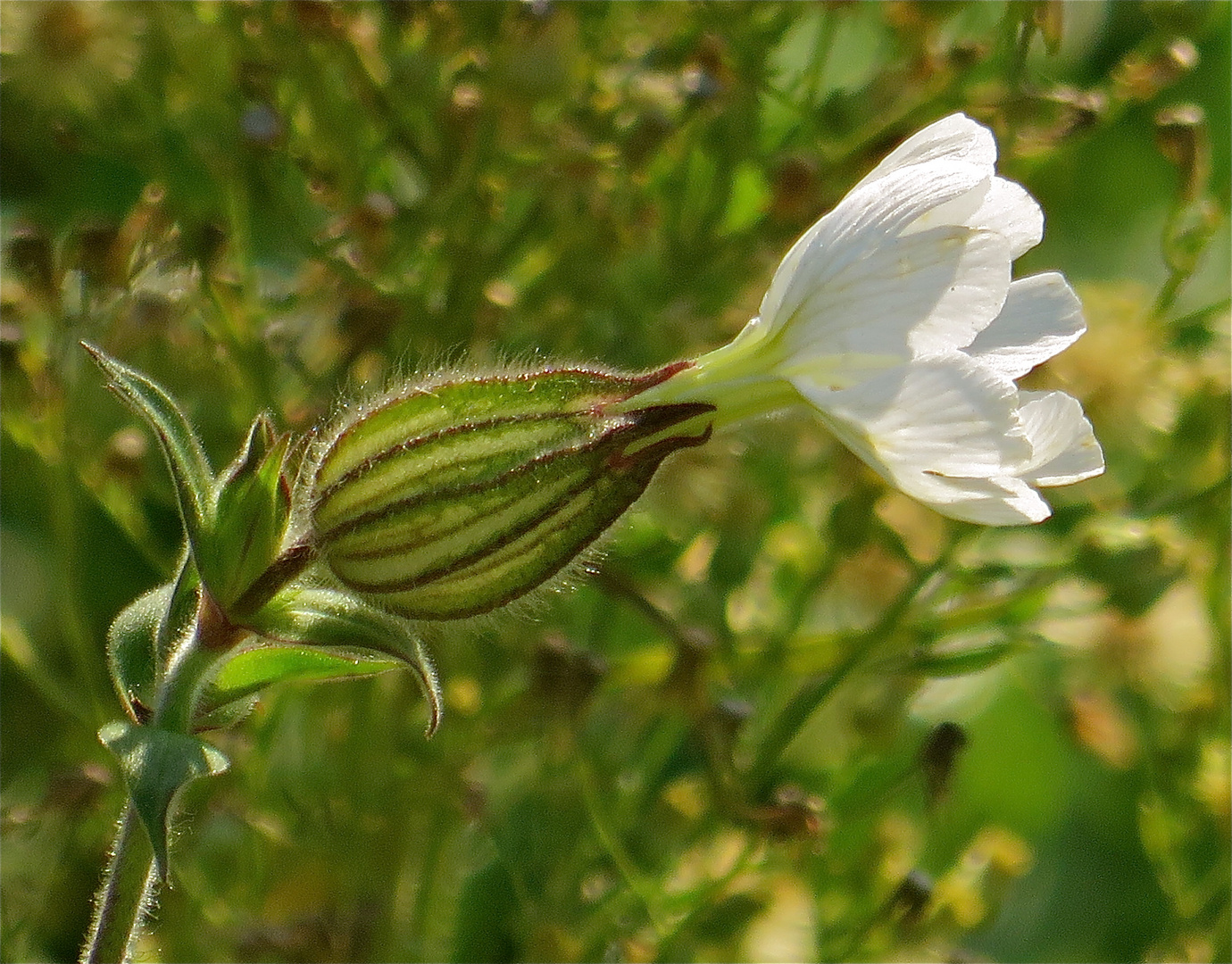 ---Silene latifolia - weße Lichtnelke !!!...