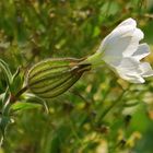 ---Silene latifolia - weße Lichtnelke !!!...