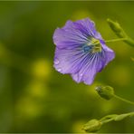 Silene linicola, umgangsprachlich Flachs-Leimkraut