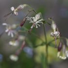 Silene nutans