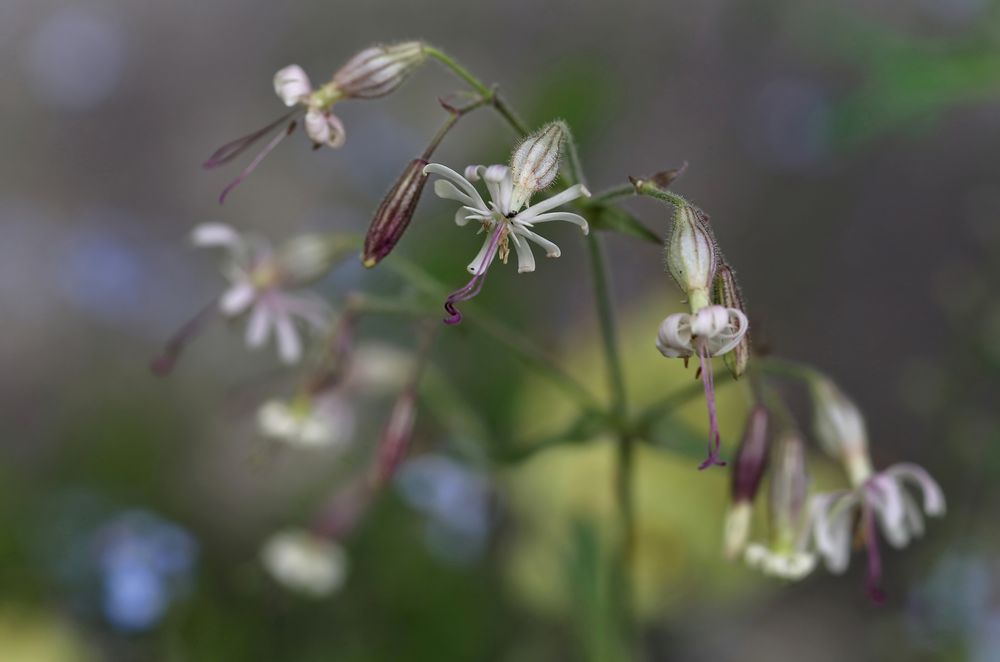 Silene nutans