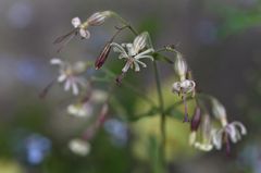 Silene nutans