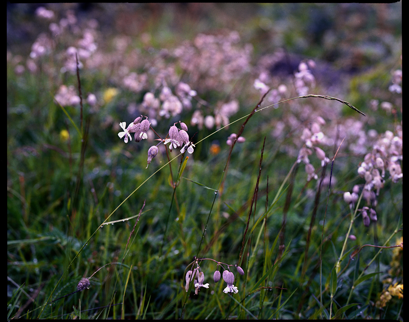 Silene // Obersulzbachtal // Österreich