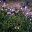 Silene // Obersulzbachtal // Österreich