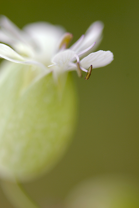 Silene - San Michele Ott 2008 - D200 - 200Micro -Tubo Kenko