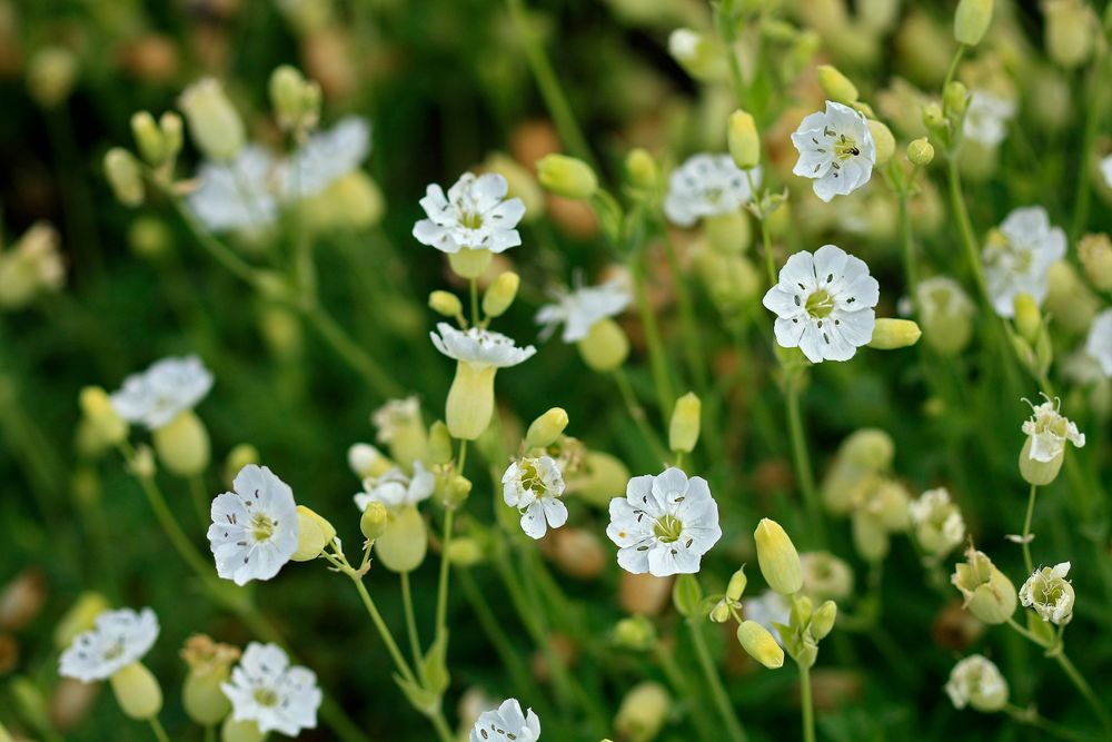 Silene uniflora