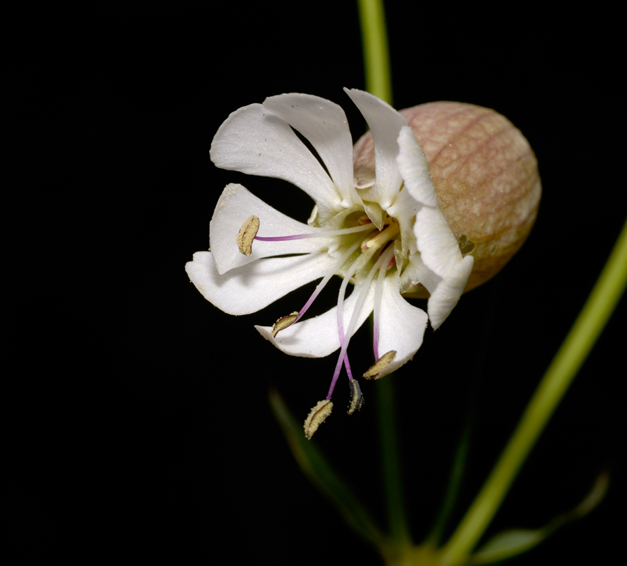 Silene vulgaris