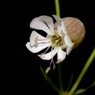 Silene vulgaris