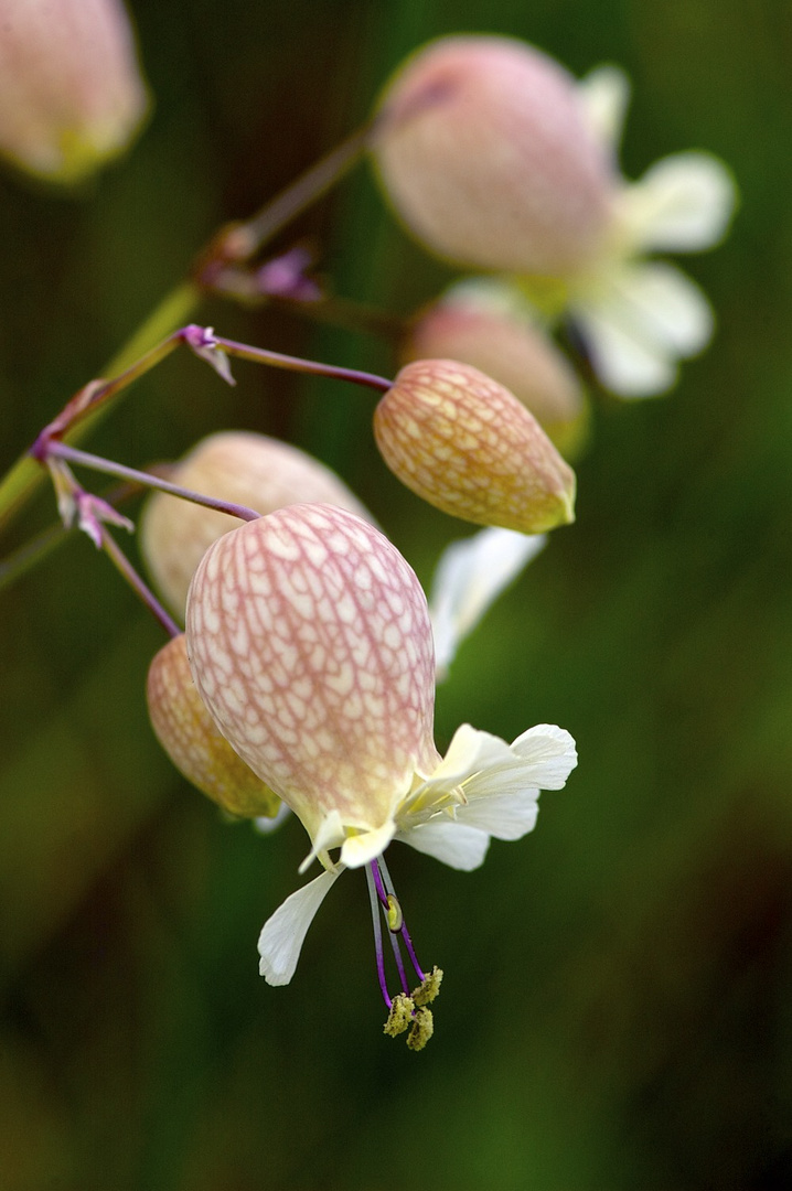 Silene vulgaris