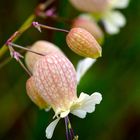 Silene vulgaris